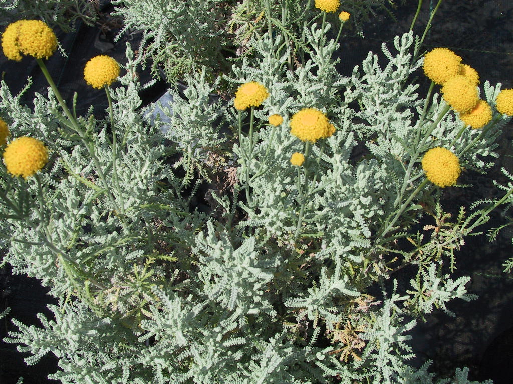 Santolina chamaecyparissus 01.jpg